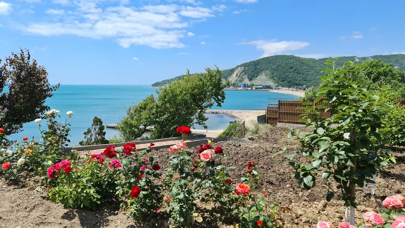 Розы на краю берега над морем